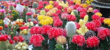 Cultivarea si ingrijirea cactusilor