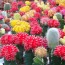 Cultivarea si ingrijirea cactusilor
